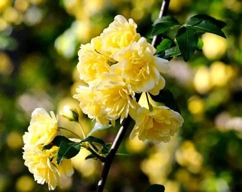 flor amarela e delicada