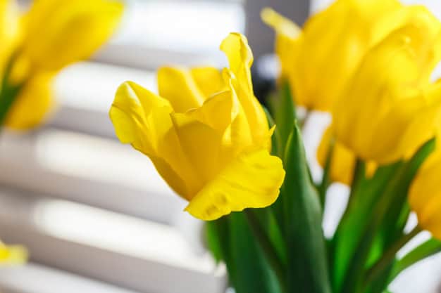 flor tulipa amarela
