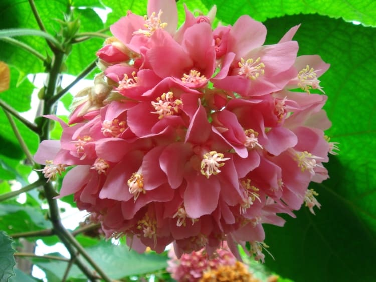 flor de árvore Astrapéia rosa