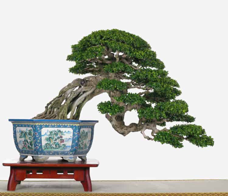 modelo de vaso antigo para bonsai