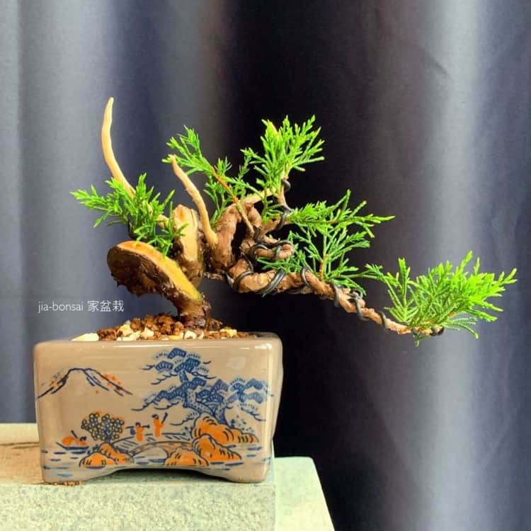 vaso japonês com bonsai