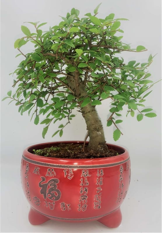 vaso de cerâmica chinesa com bonsai