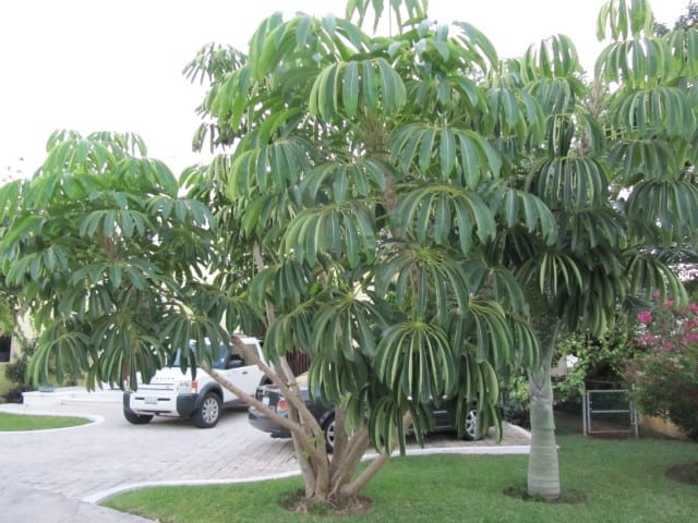 árvore ornamental Cheflera