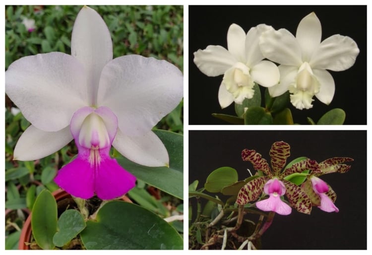Guia da【 CATTLEYA 】– Espécies e Como Cuidar da Orquídea