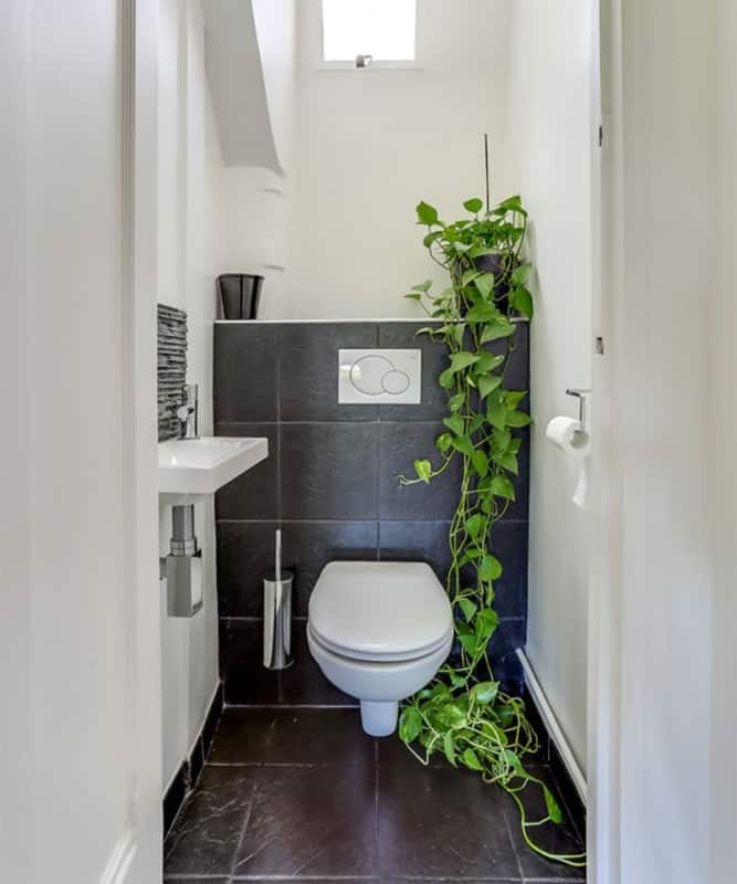 As plantas também podem mudar o aspecto do banheiro