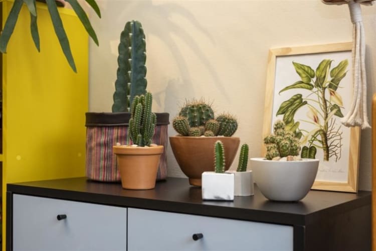 Bancada decorada com cactus