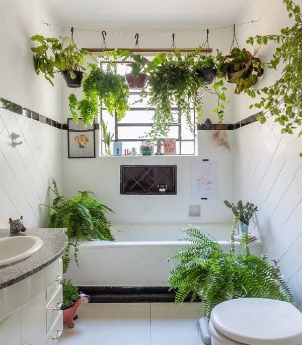 Banheiro também é um bom local para o cultivo de plantas