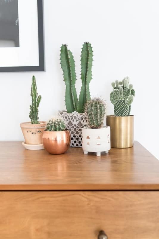 Cactus decorando a sala do apartamento