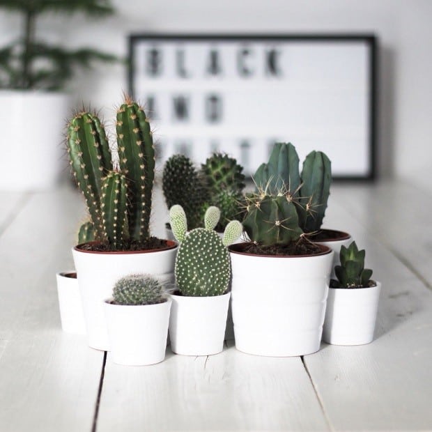 Cactus na decoração minimalista