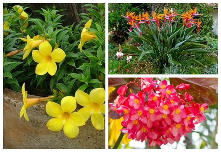 Flores para Jardim: +15 Espécies para Cultivar com Amor!