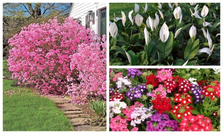 Flores para Jardim: +15 Espécies para Cultivar com Amor!