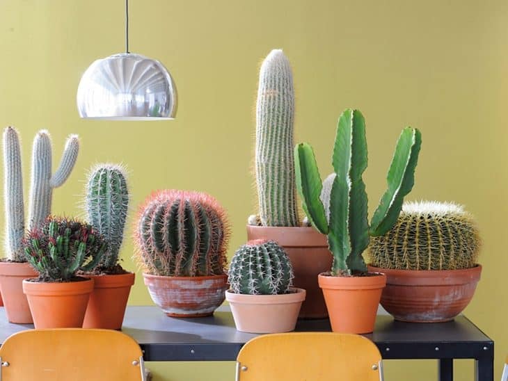 Modelo de jardim feito com cactus