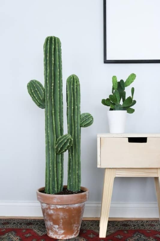 O cactus tornou se uma ótima opção de plantas para apartamento