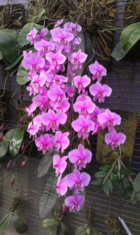 Orquídea 1
