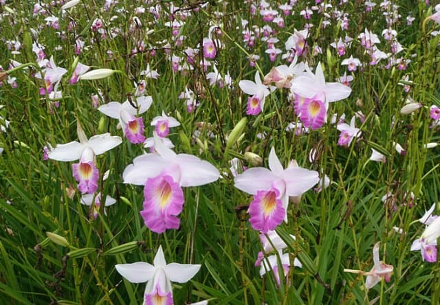 Orquídea 5