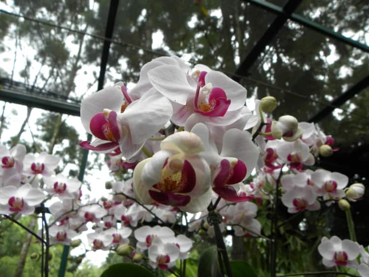 Orquídea 7
