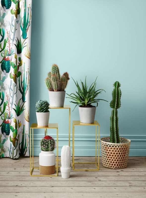 Você pode montar um jardim interno com cactus